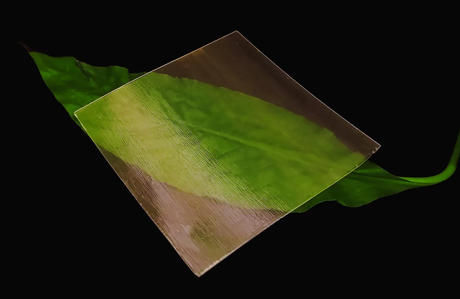 A square sheet of transparent wood on a black surface on top of a green leaf