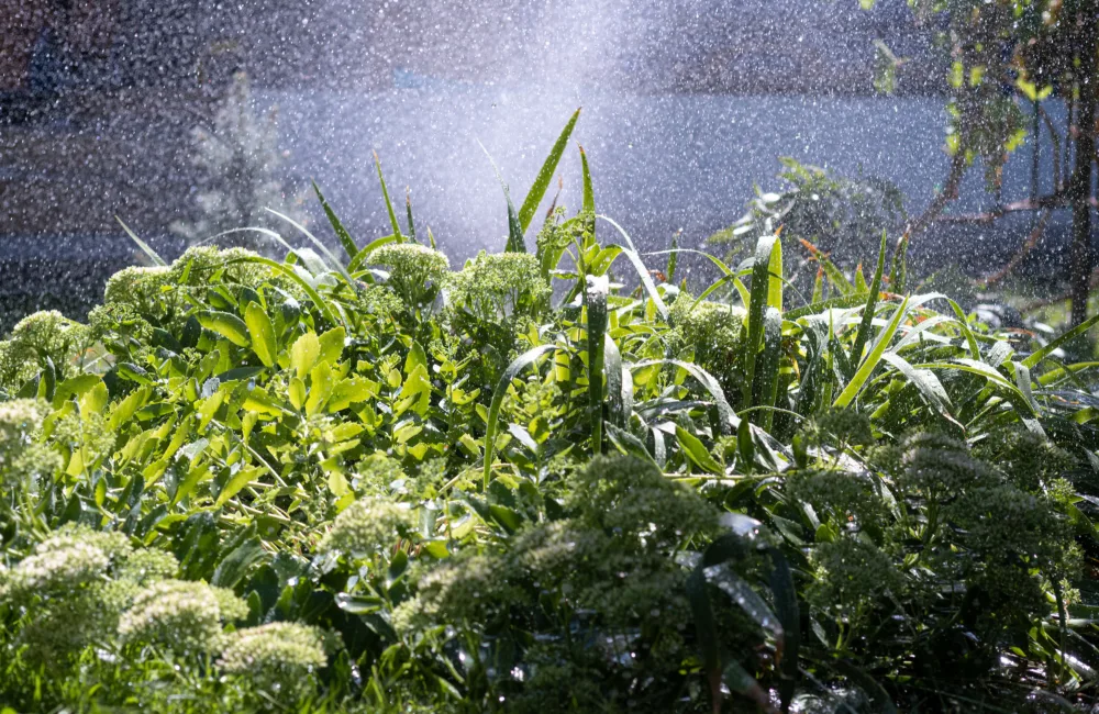Dense green garden plants with broad leaves and clustered flower heads are sprayed with fine water droplets, creating a misty background and wet foliage in outdoor daylight.