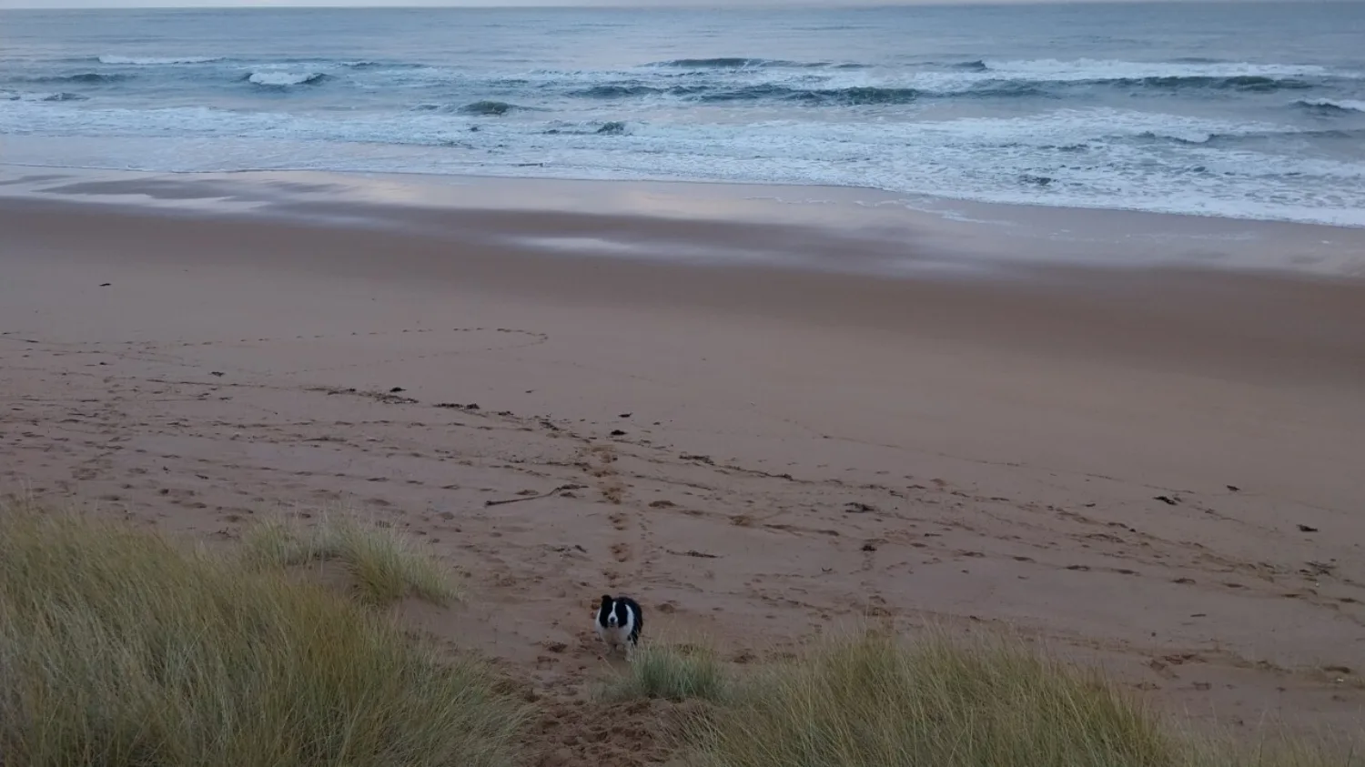 The beach at Craigewan Links, the proposed landfall site of Green Volt's onshore connection cables.