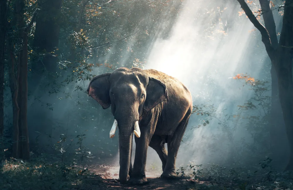 An elephant in a woodland opening with light shining through the trees