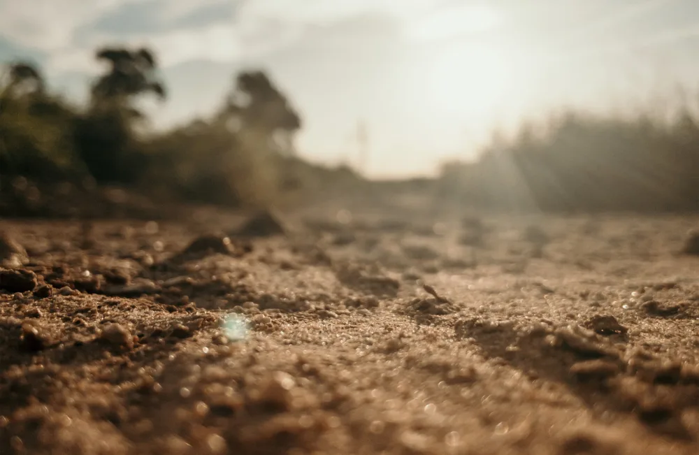 close up of soil with trees,bushes blue sky and sun beams in back ground