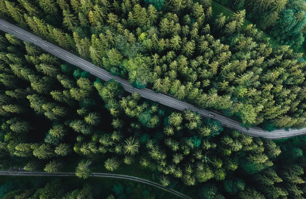Road going through a forest aerial view