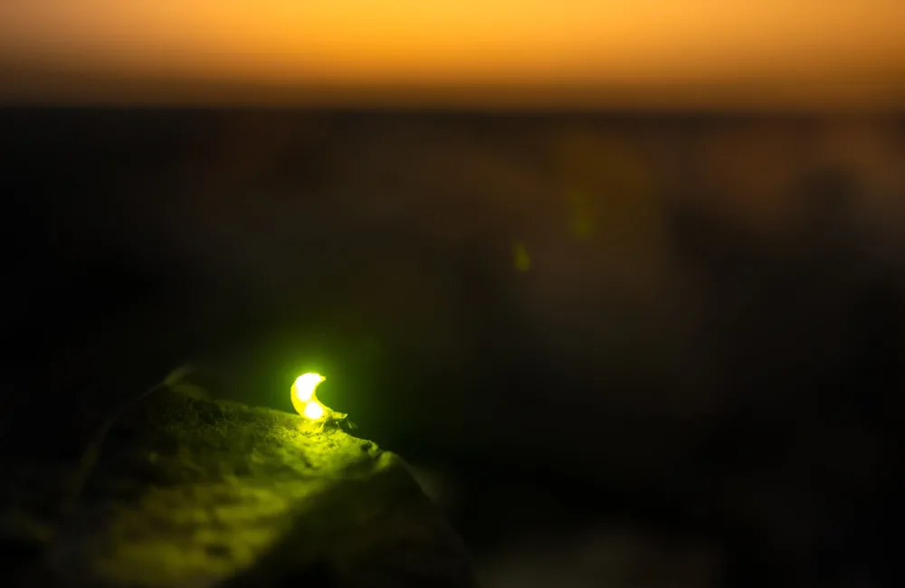 Illuminated firefly on a rock against a dark sky