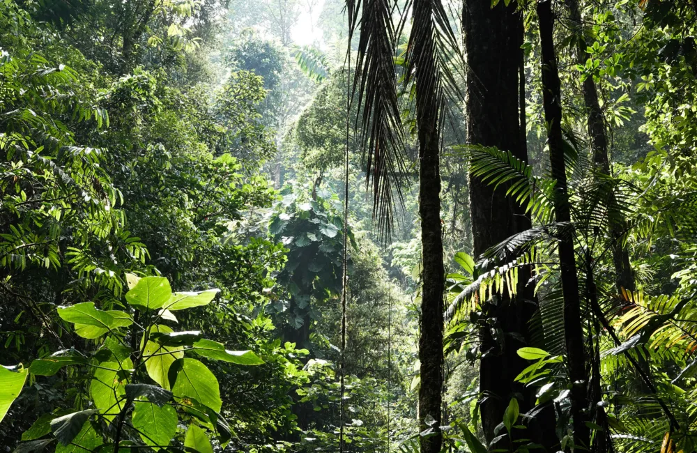 Biodiverse rainforest