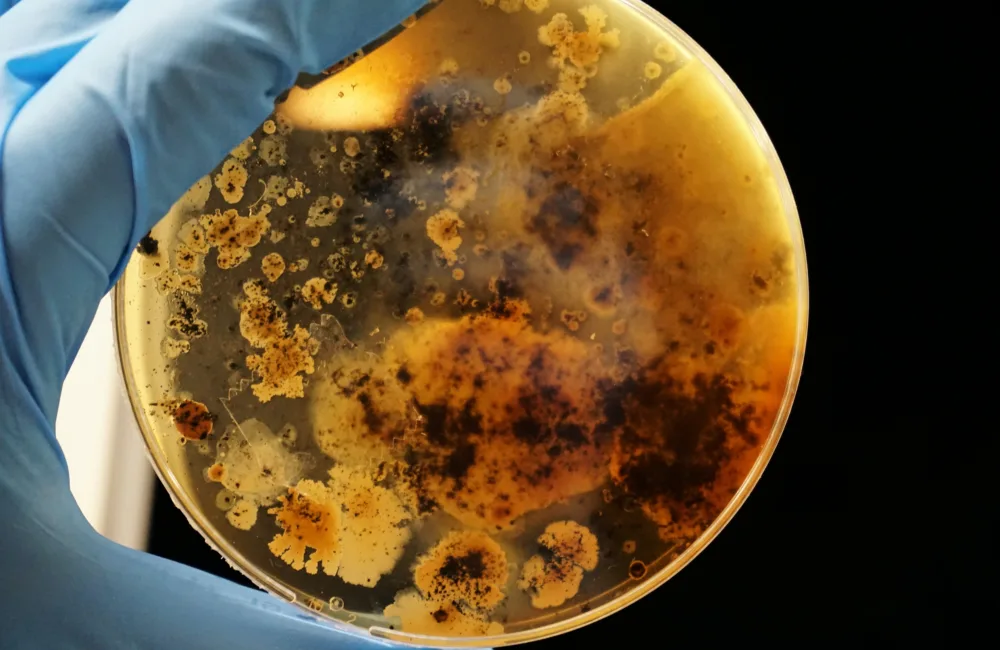 blue gloved hand holding petri dish