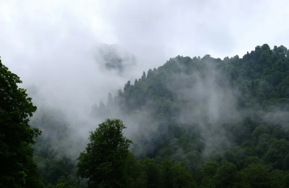a mountain covered in fog with trees in the foreground