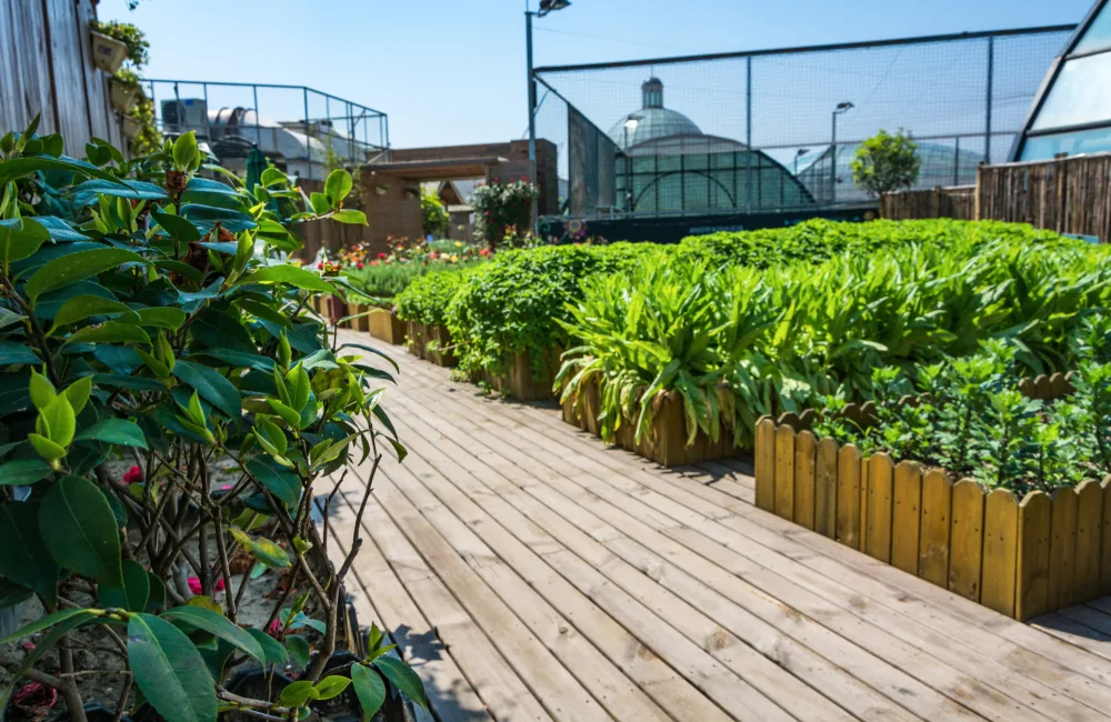 Rooftop urban farm with greenery and vegetable gardens