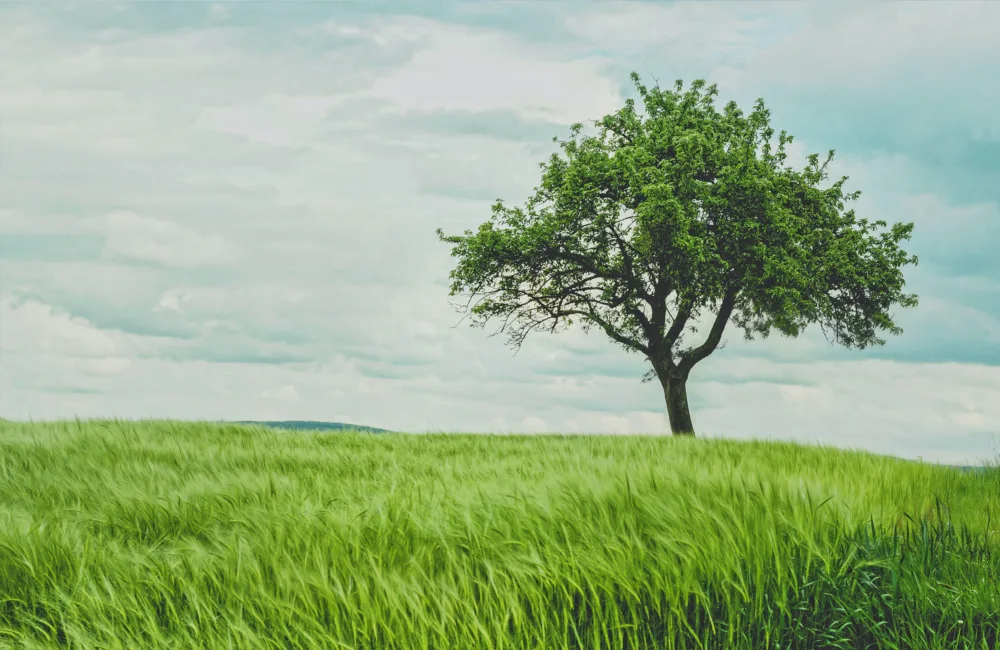 Solitary green leafed tree on a grassy green hillside and a cloudy sky