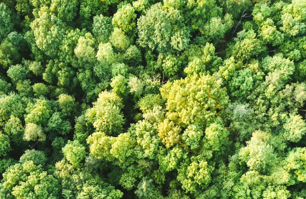 Overhead view of a dense forest of light green trees