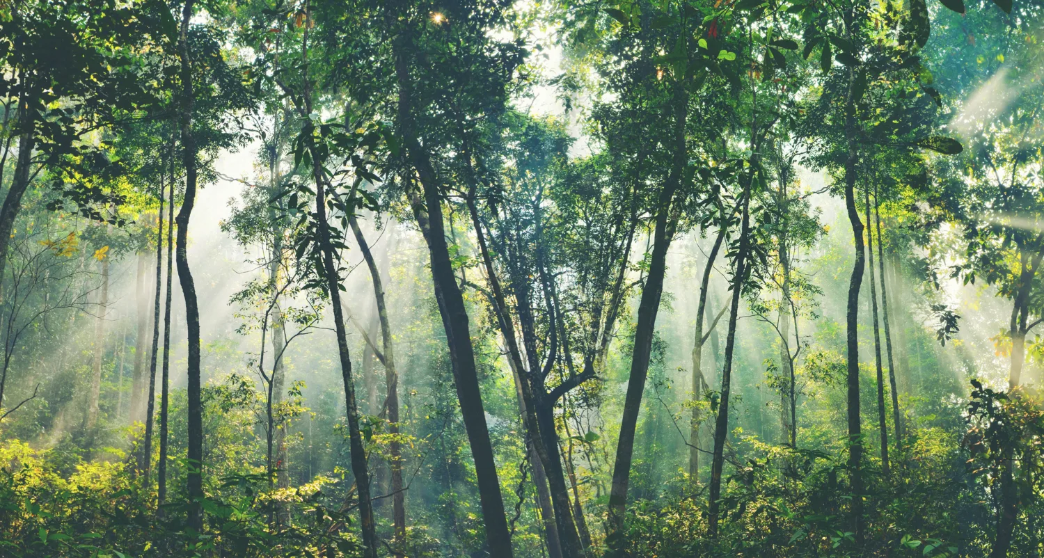 Forest with sunlight through the trees