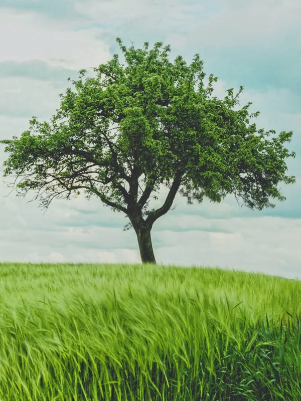 Leafy tree in a green field with a blue cloudy sky