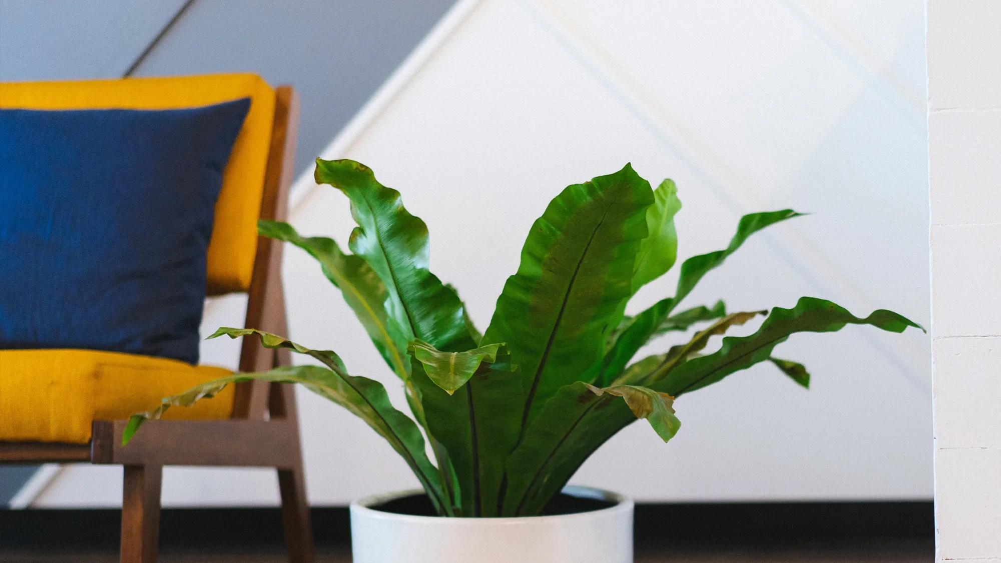 Green leafy fern in a white pot next to a yellow chair with blue cushion