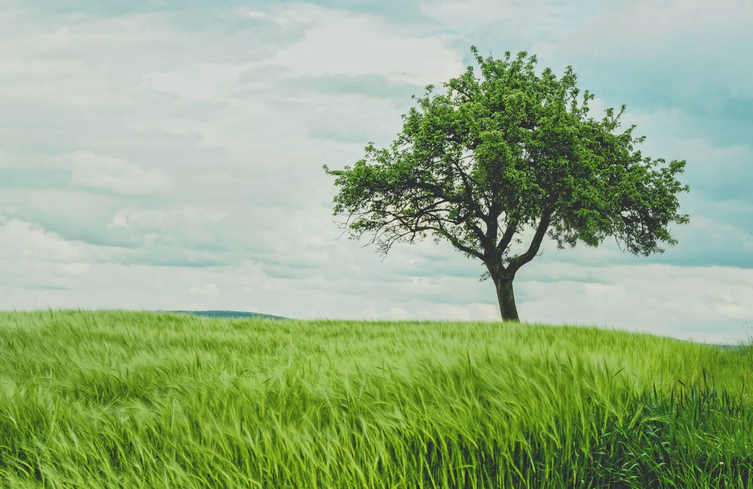 Leafy tree in a green field with a blue cloudy sky