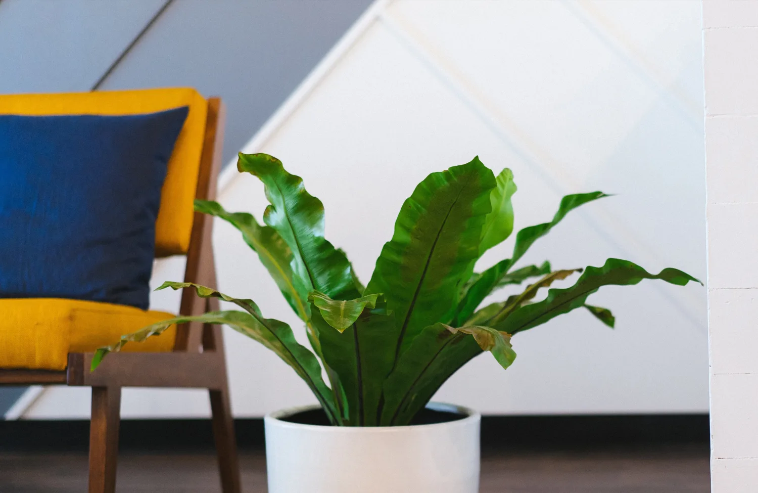 Green leafy fern in a white pot next to a yellow chair with blue cushion
