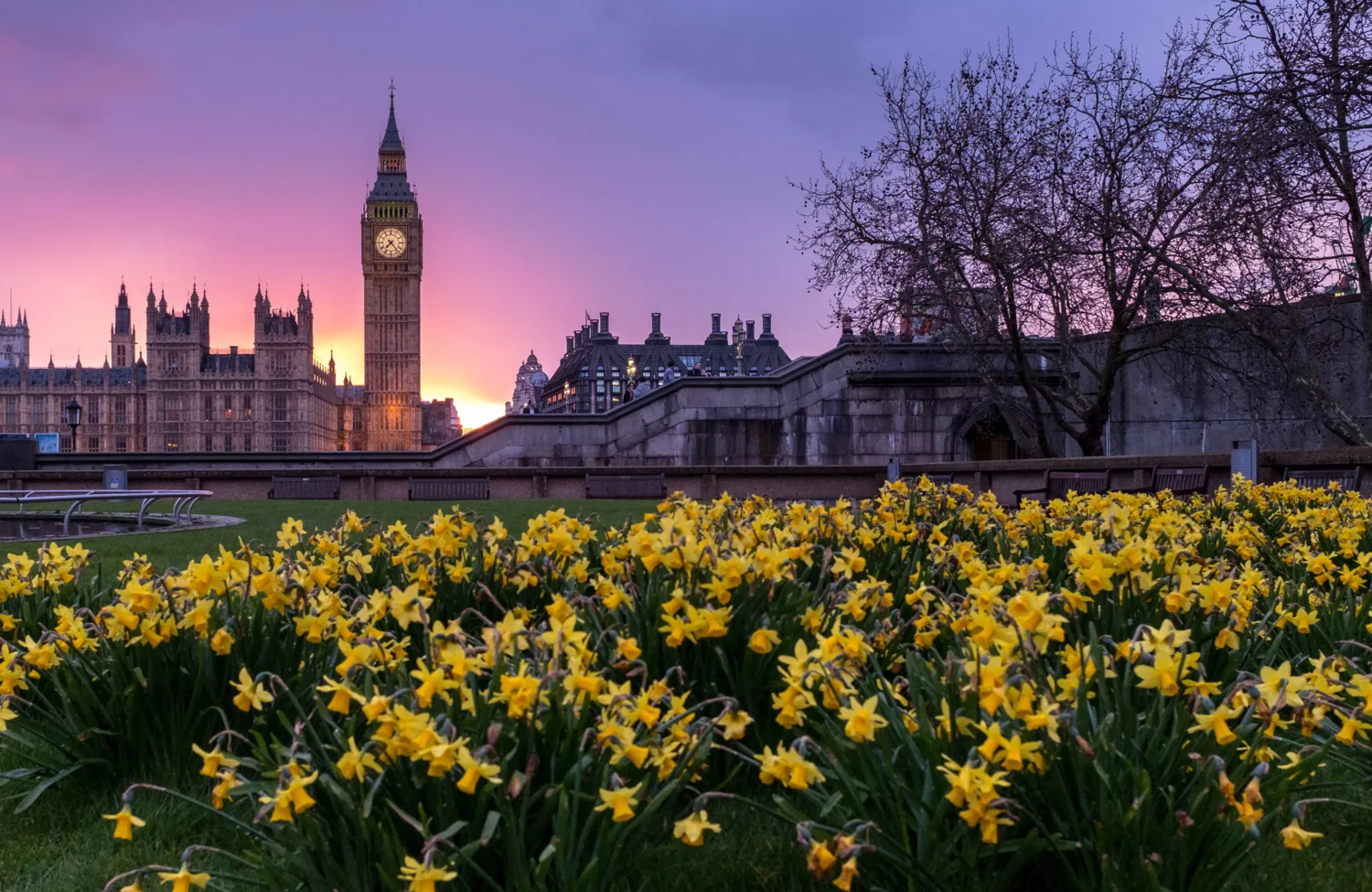 Yellow daffodils, Big Ben and Parliament against a purple sky