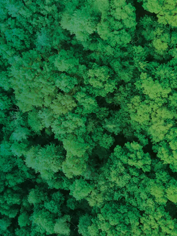 Birds eye view of a green forest
